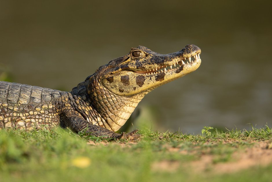 Кайман / Caiman дорохе