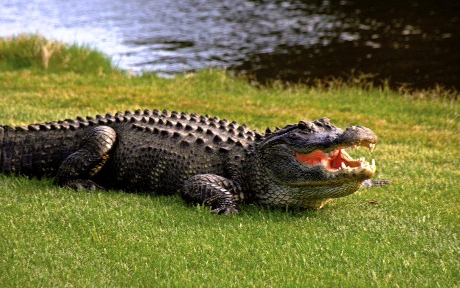 Миссисипский Аллигатор (Alligator mississippiensis)