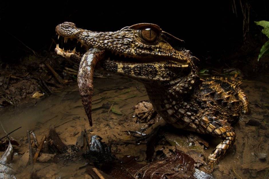 Paleosuchus trigonatus
