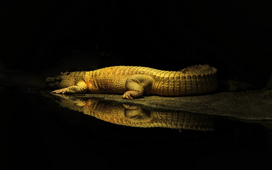 Yellow Caiman Crocodile