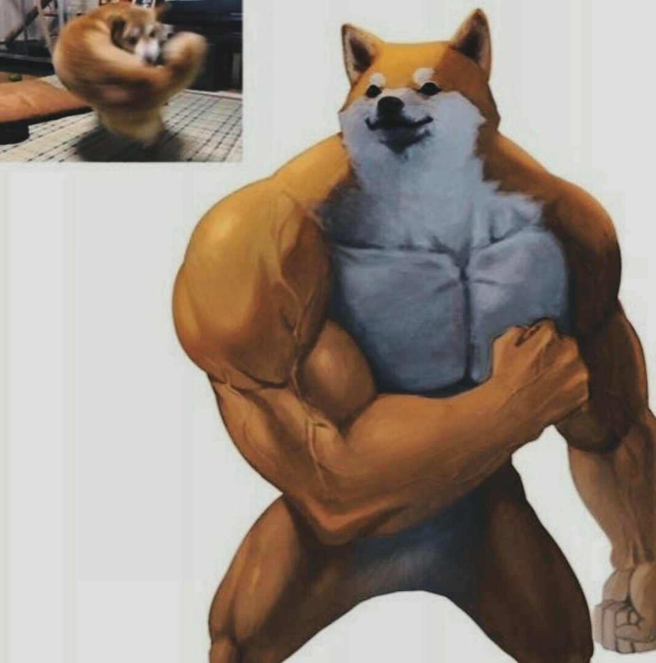Накаченный сиба