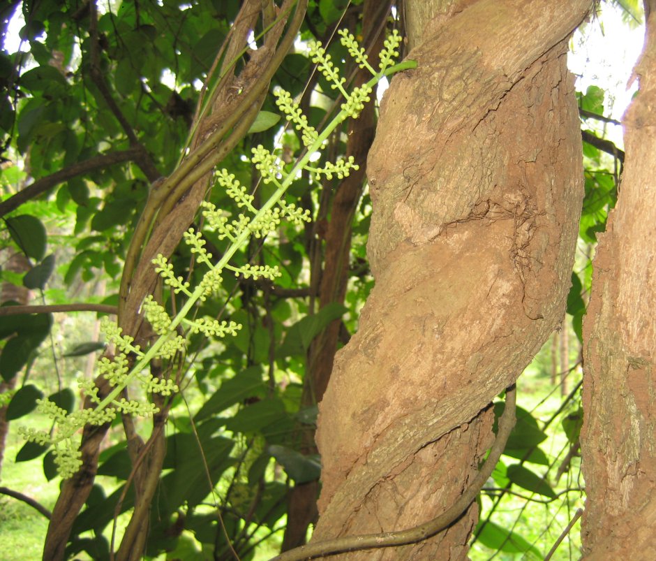 Cocculus (кукольван)