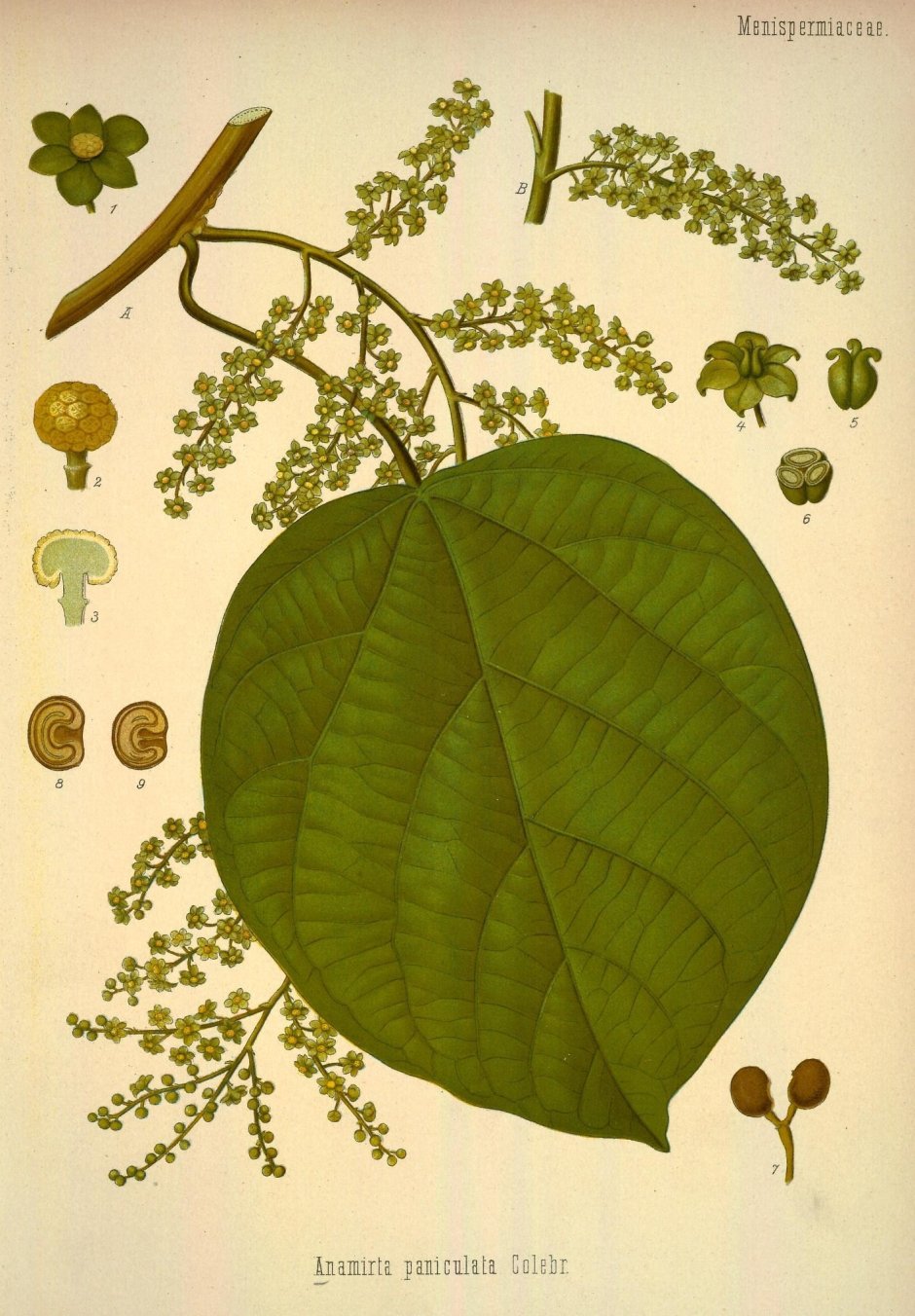 Cocculus (Анамирта Коккулюс) Анамирта коккулюсовидная