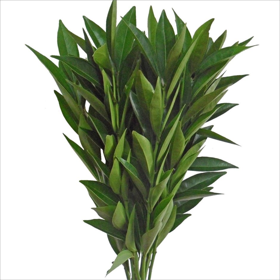 Histaminum Hydrochloricum 30c Boiron