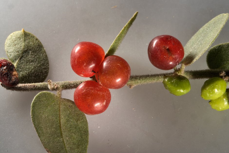Murex indicus