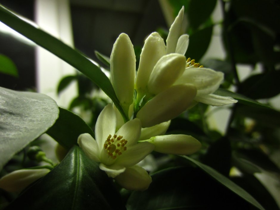 Cocculus orbiculatus
