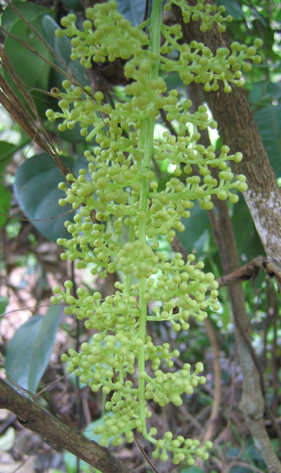 Кустарник паразит Pyrularia pubera