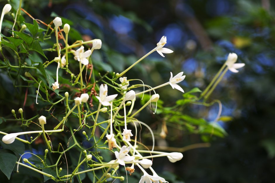 Rauwolfia serpentina гомеопатия
