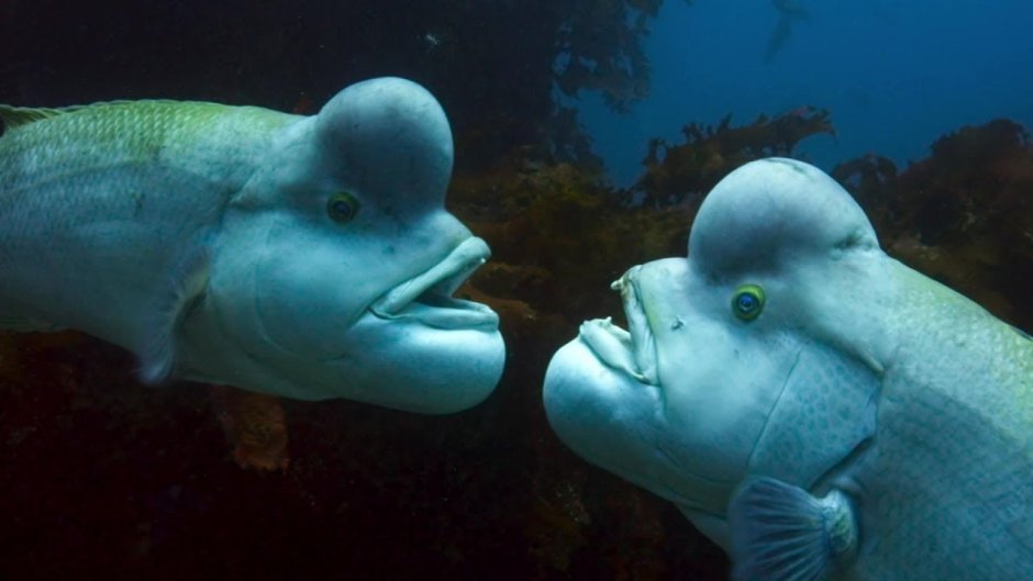 Рыба губан Наполеон