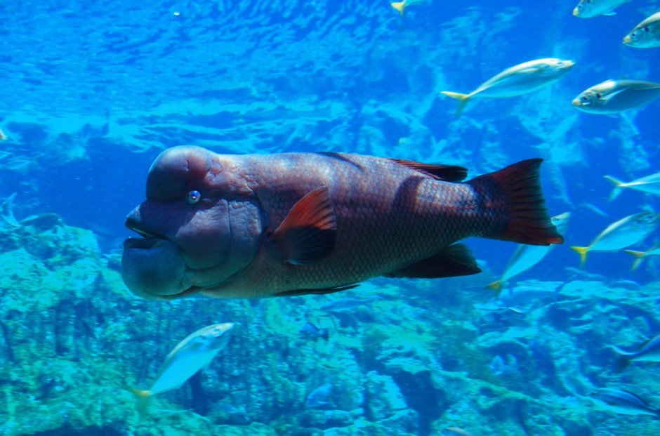 Мексиканский губан