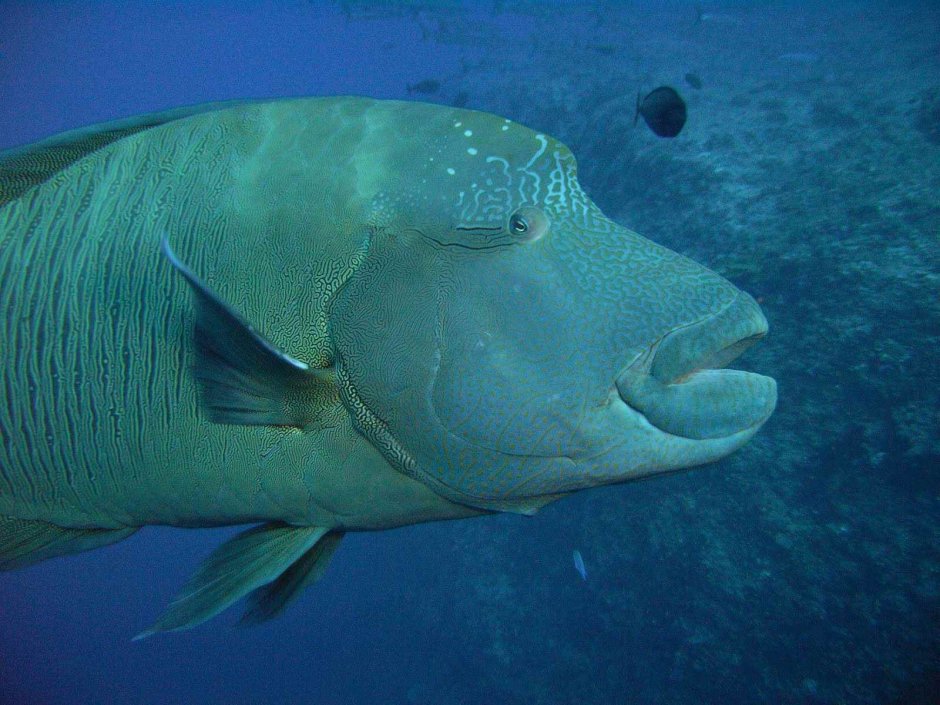 Cirrhilabrus rubrimarginatus