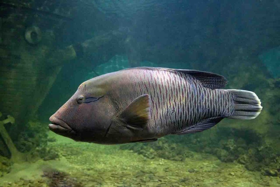 Рыба Наполеон Шарм Эль Шейх