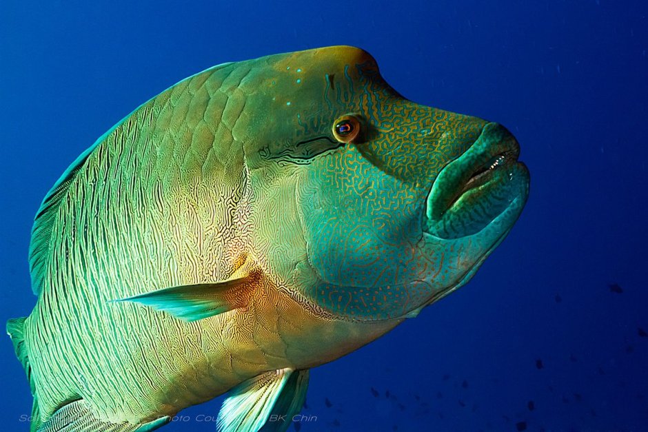 Овцеголовый губан