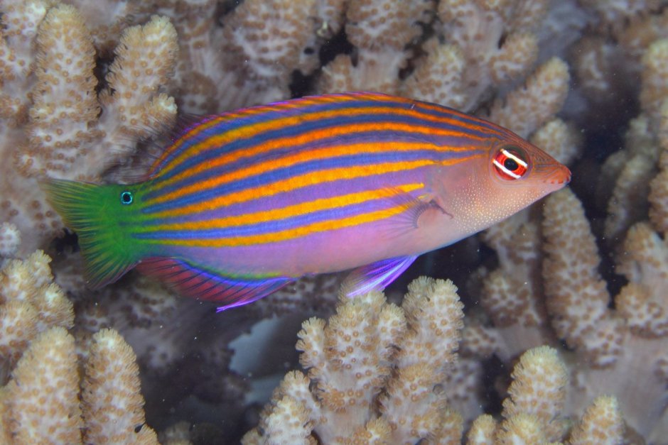 Humphead Wrasse рыба