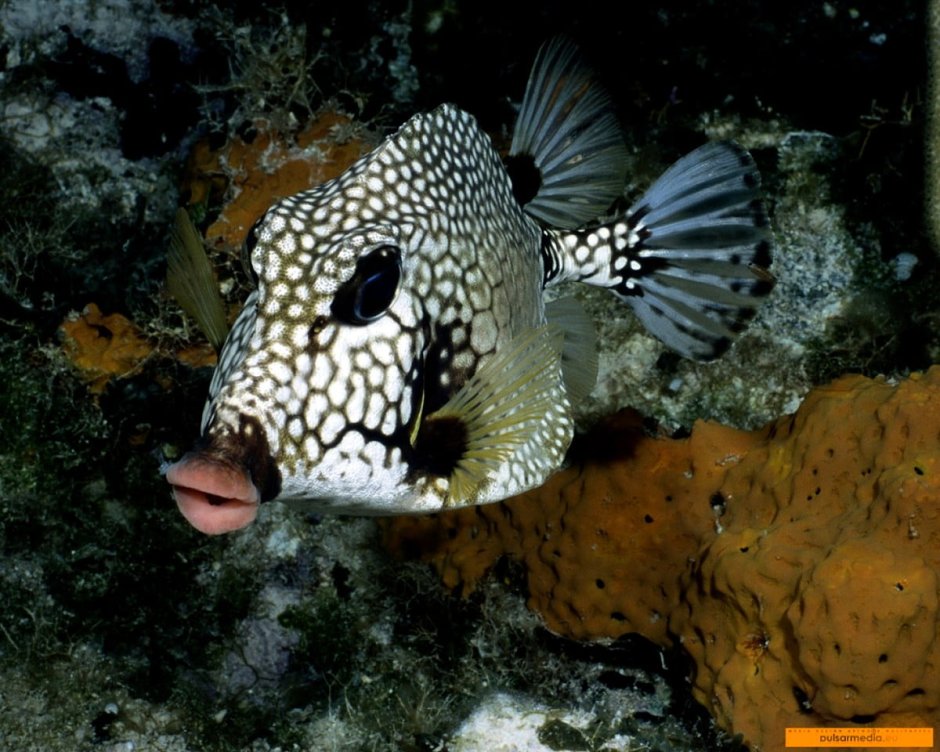 Humphead Wrasse рыба