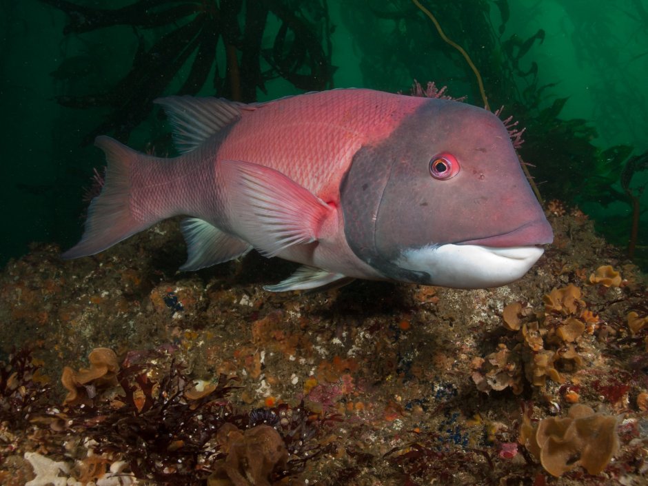 Широколобый губан