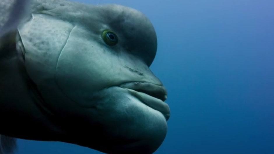 Рыба губан овцеголовый