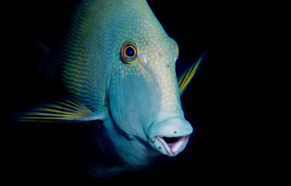 Псевдохейлин шестиполосый