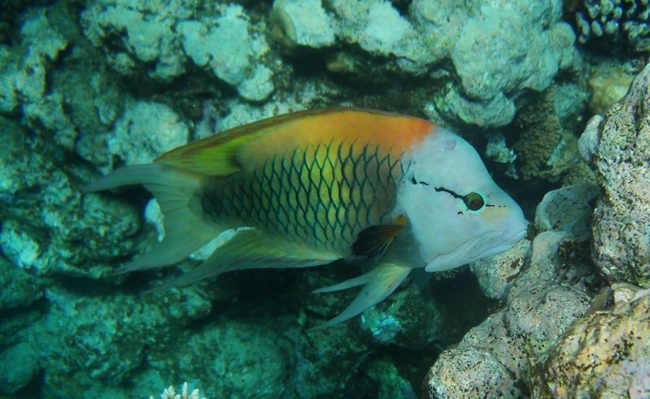 Овцеголовый губан