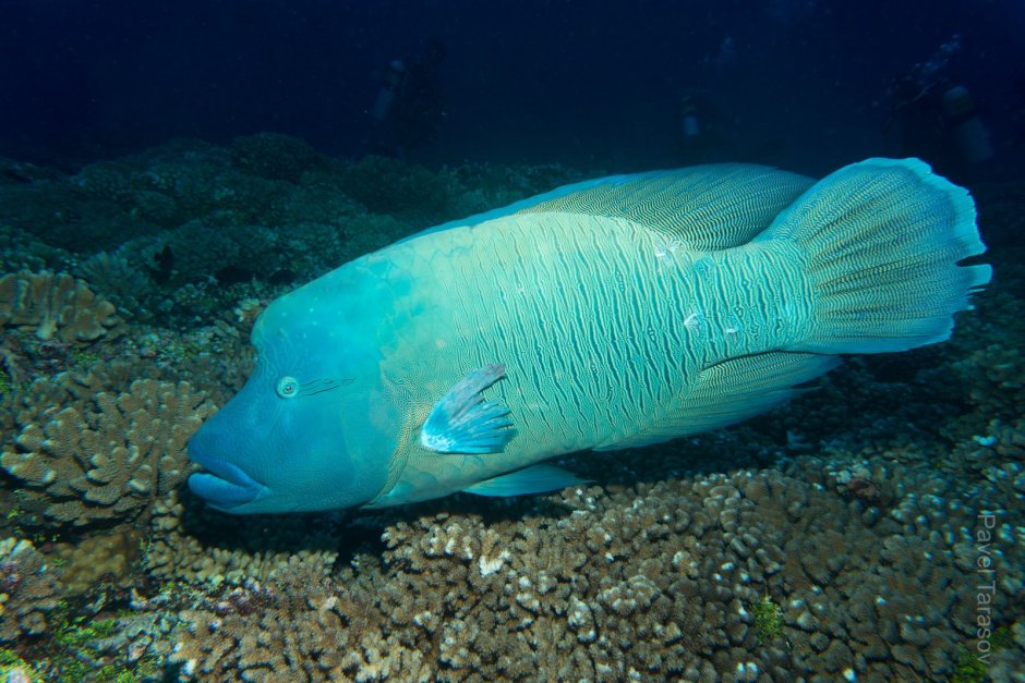 Рыба азиатский овцеголовый губан