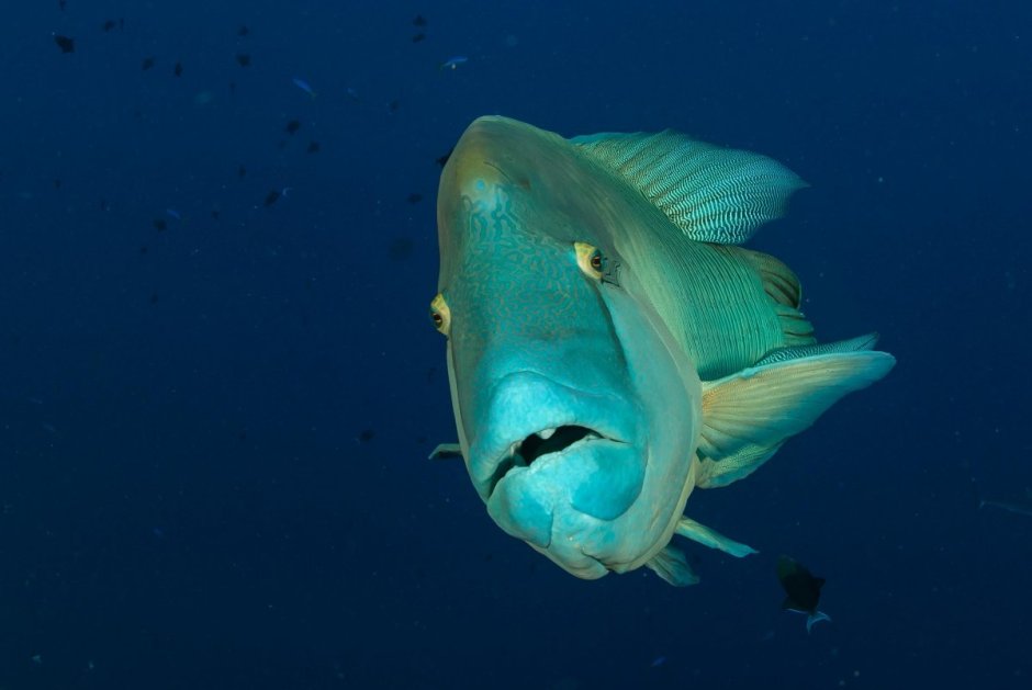 Наполеон губан