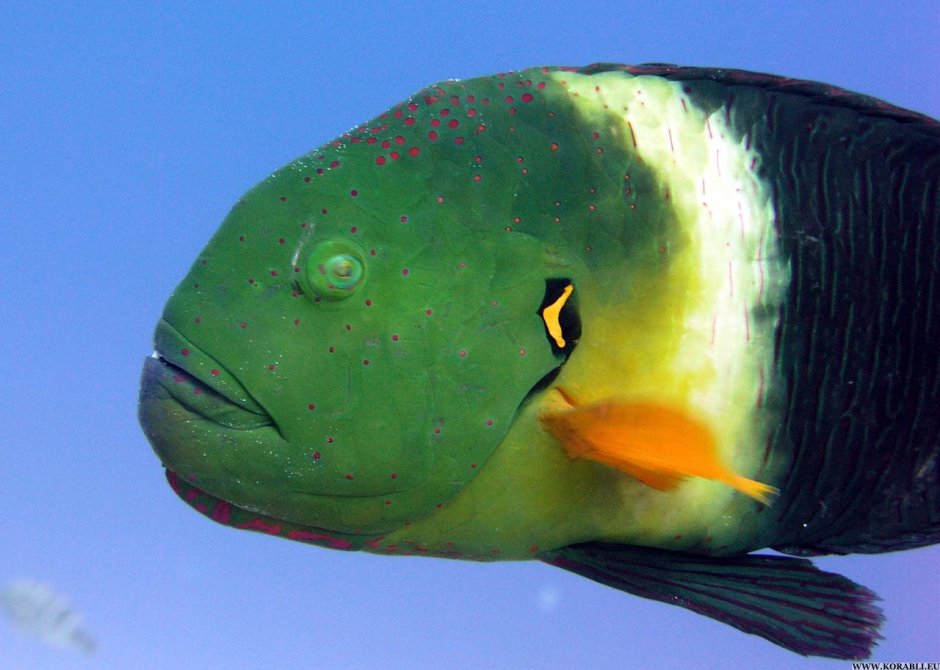 Овцеголовый губан морская рыба