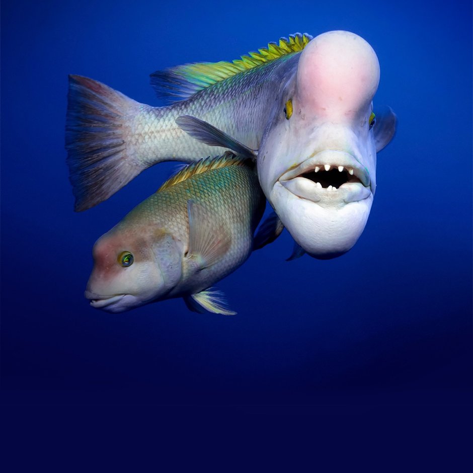 Овцеголовый губан