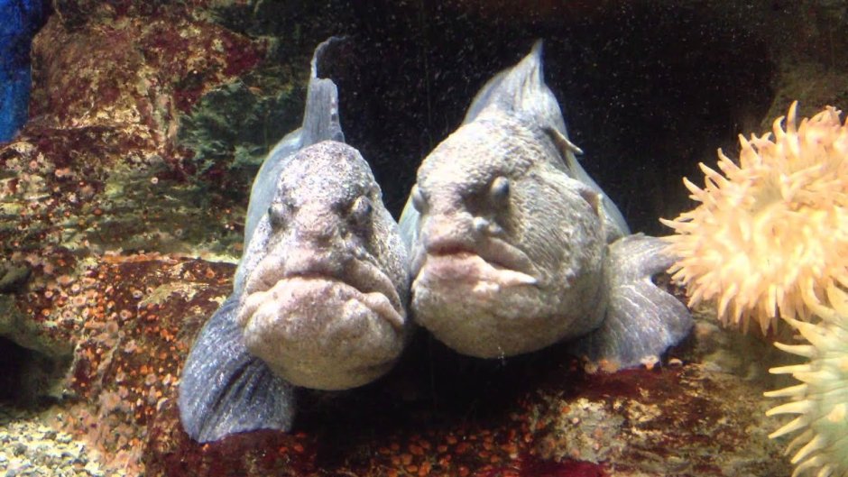 Обыкновенная острохвостая Луна-рыба