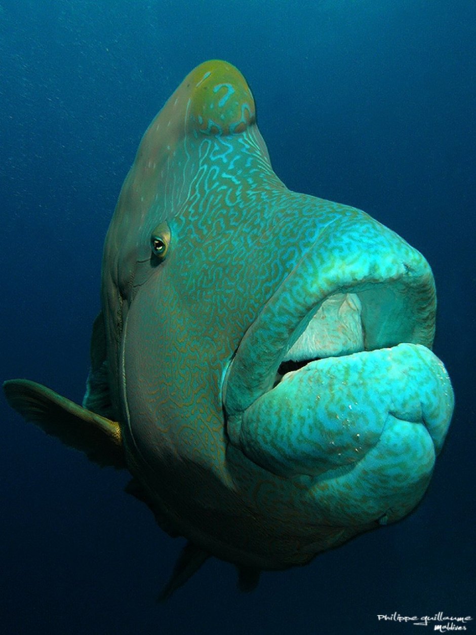 Рыба азиатский овцеголовый губан