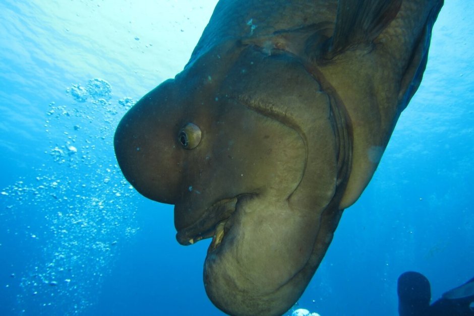 Овцеголовый губан