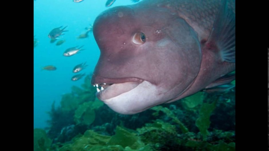 Овцеголовый губан морская рыба