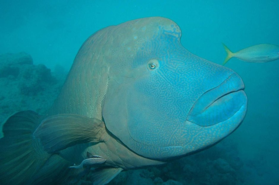 Императорский губан