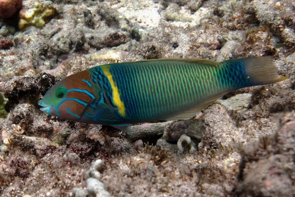 Рыба губан Наполеон