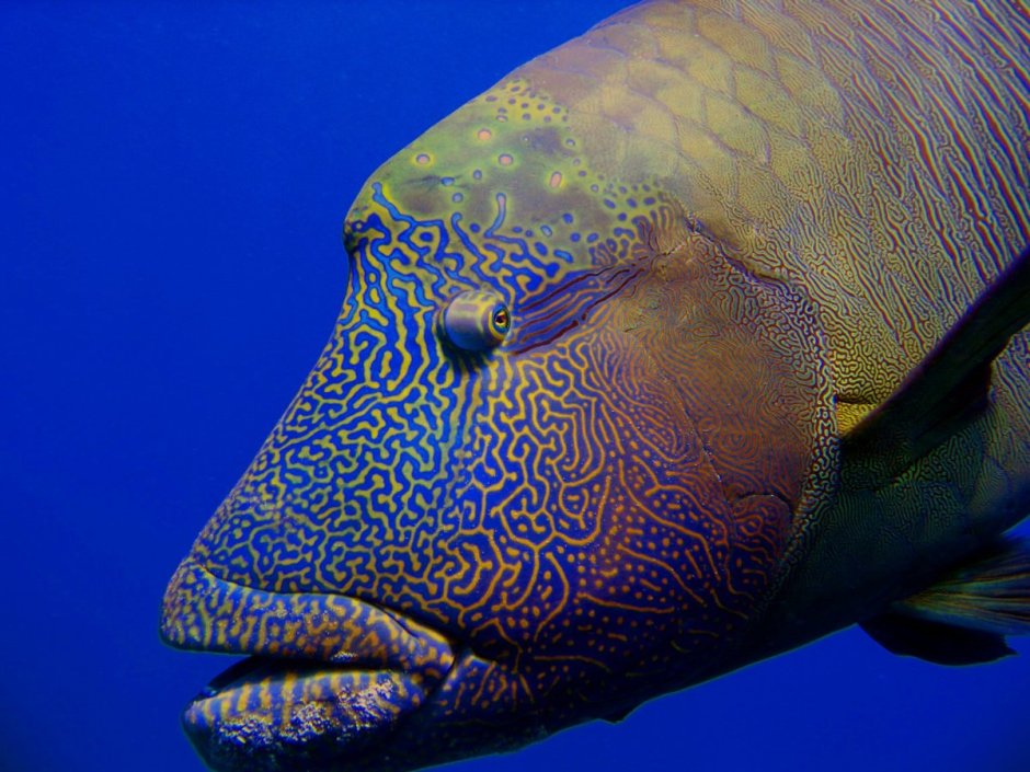 Наполеон губан