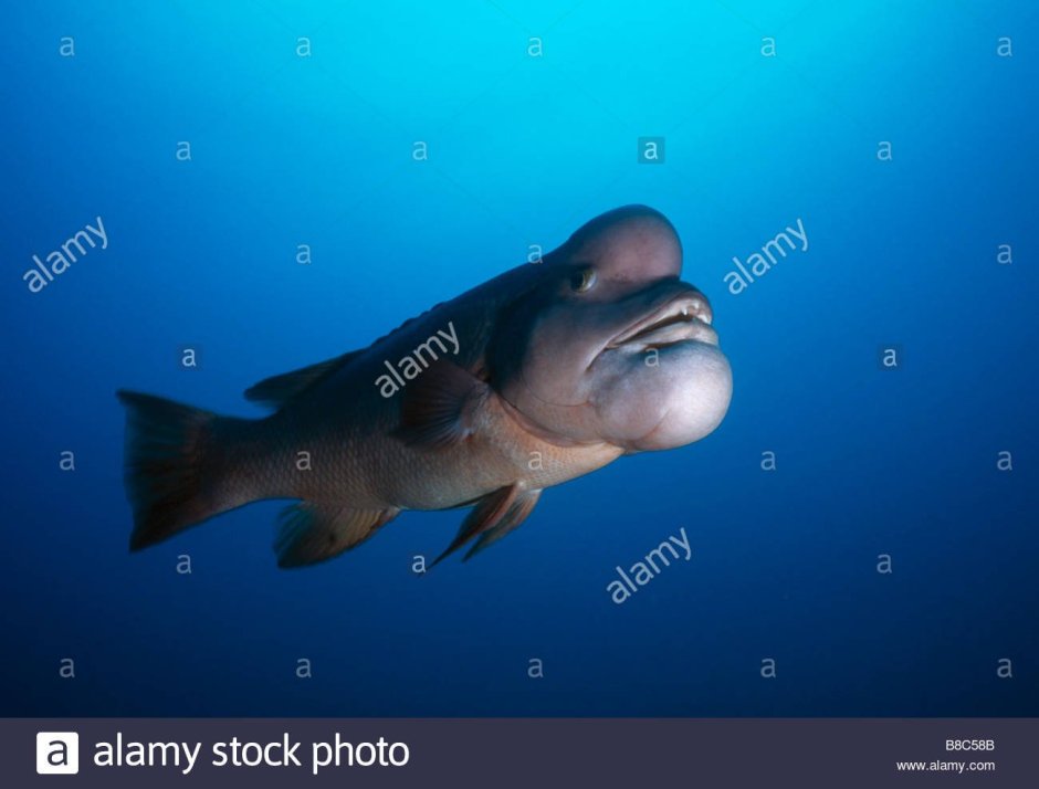 Наполеон губан