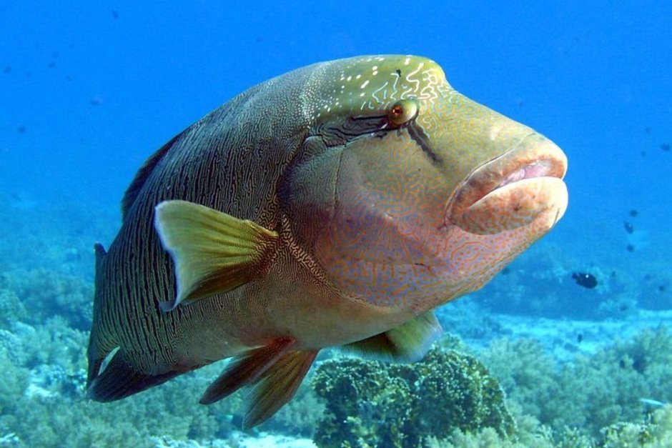 Цихлазома Дельфин