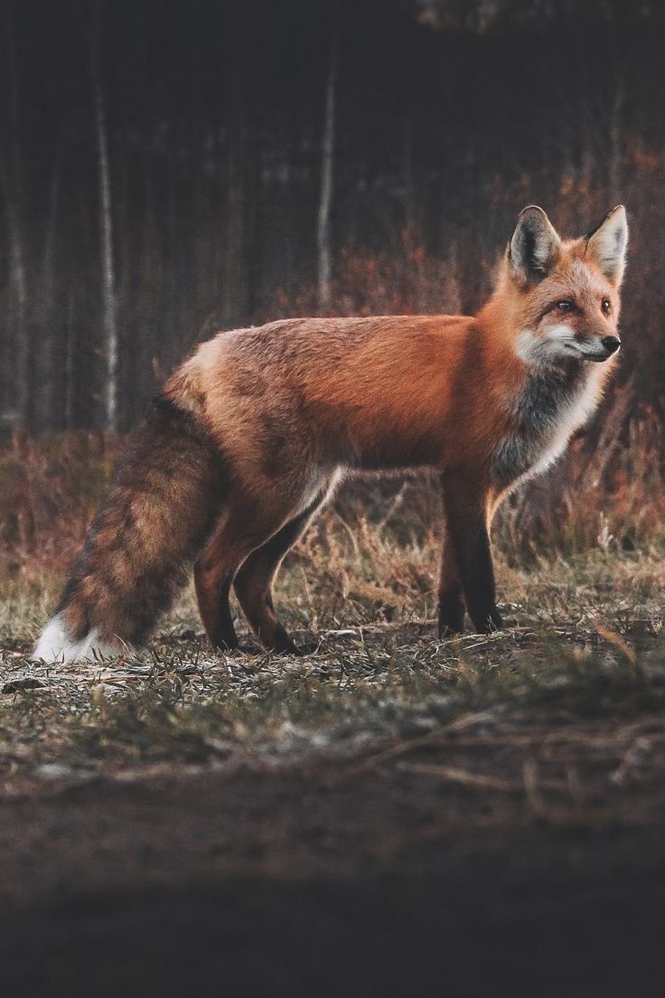 Изображение лисы