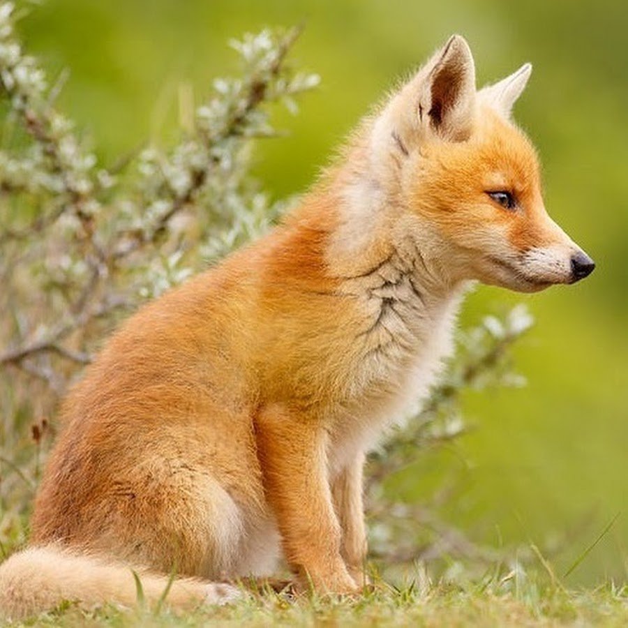 Лисёнок сидящий