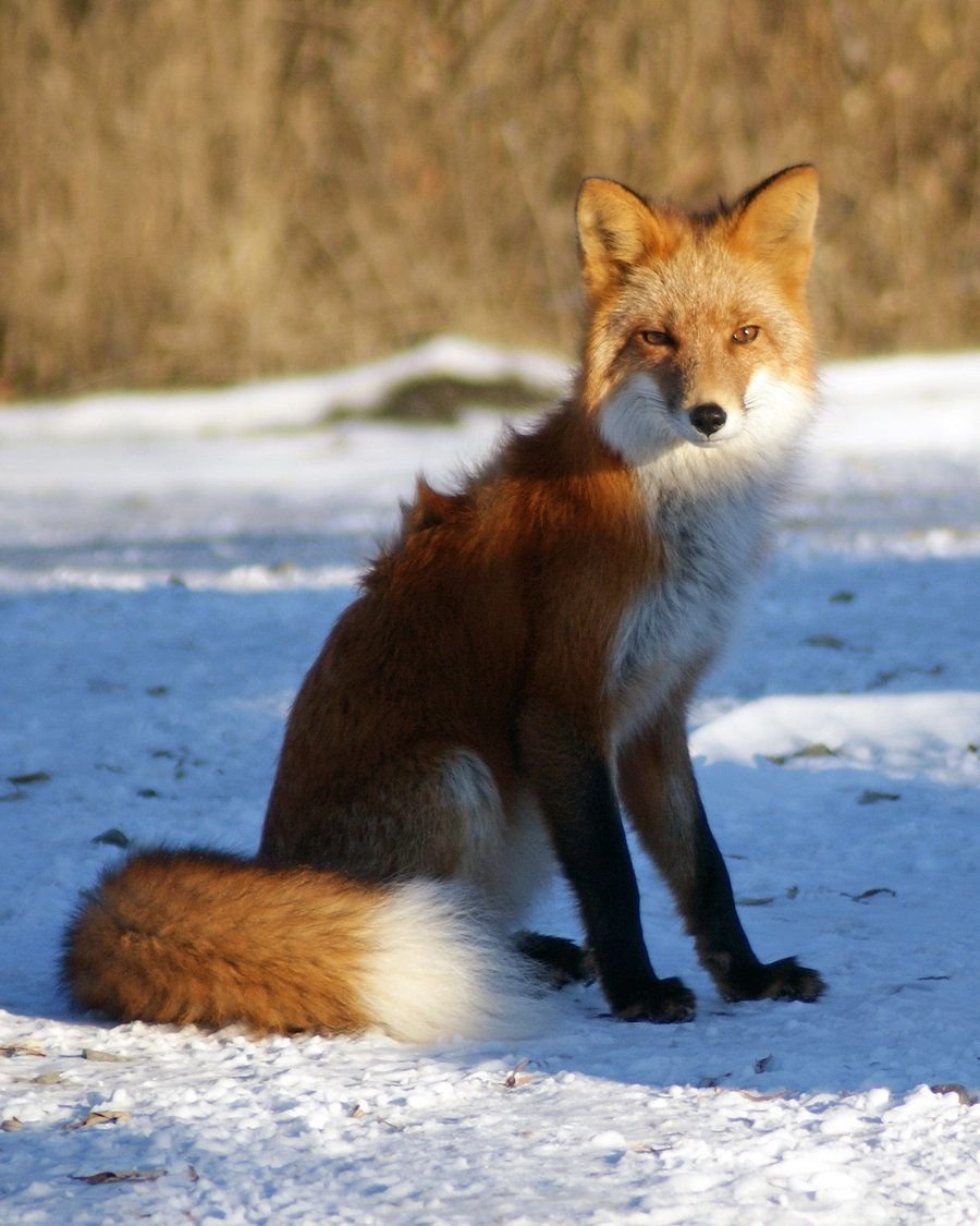 Лиса сидит