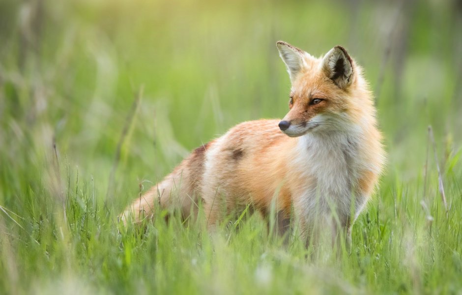 Лиса вид с боку