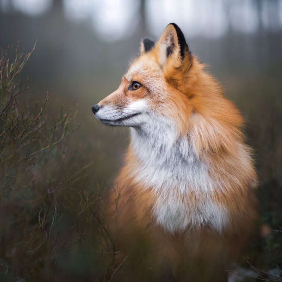 Лиса с боку