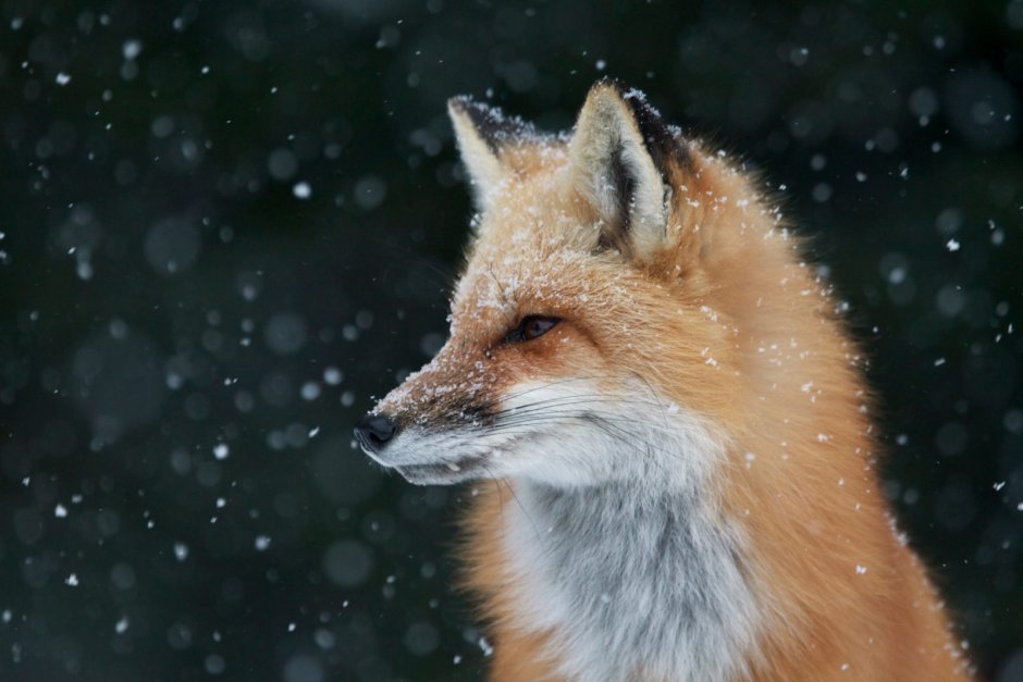 Голова лисы