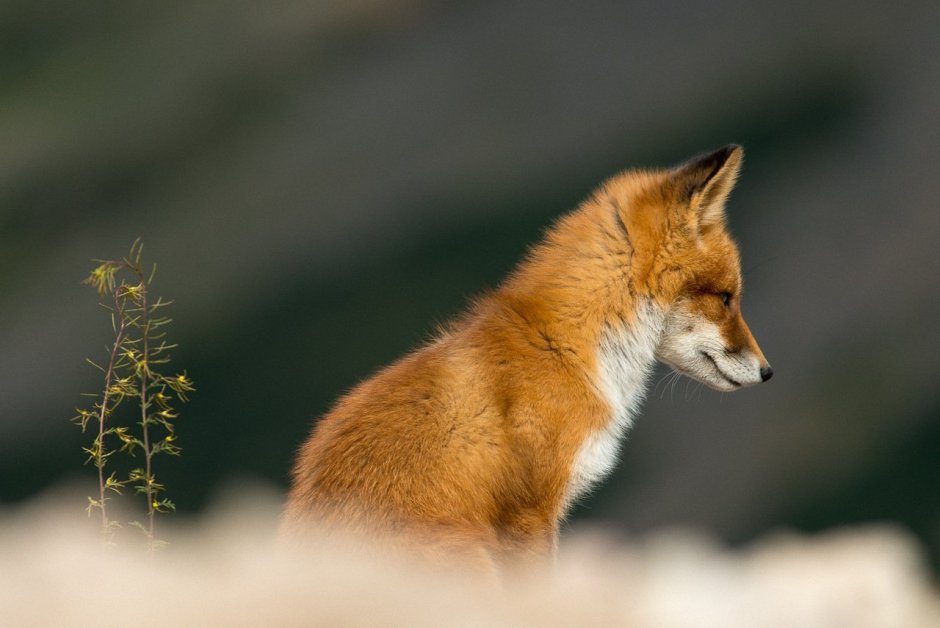 Лиса со спины