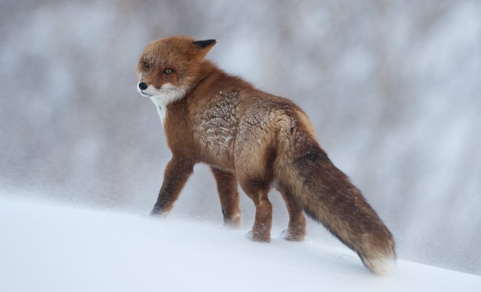 Игорь Шпиленок фото лисы