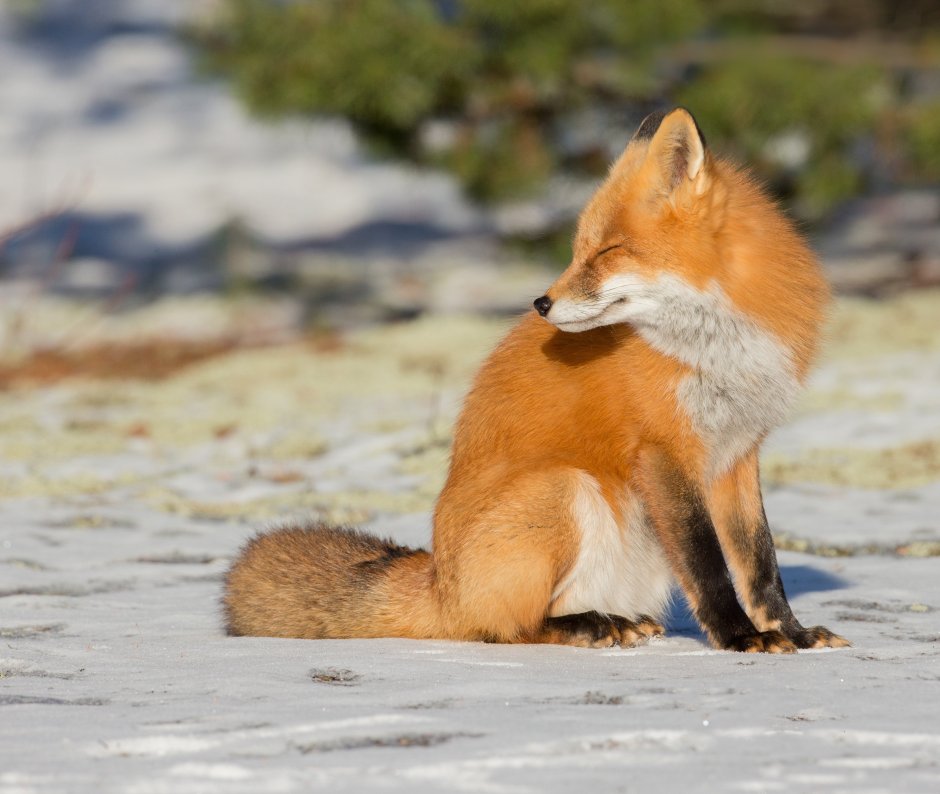 Старая лиса