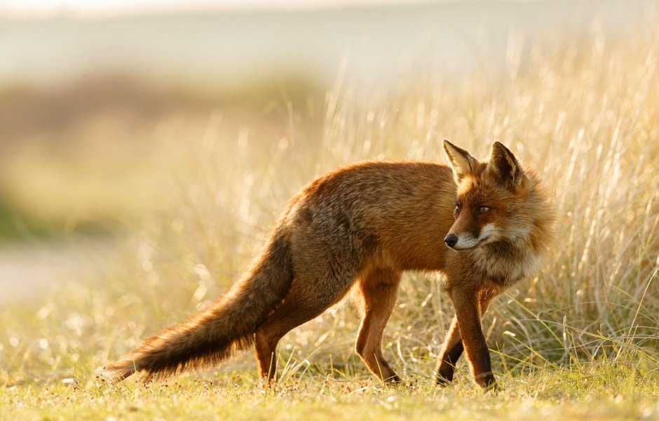 Лисы в поле