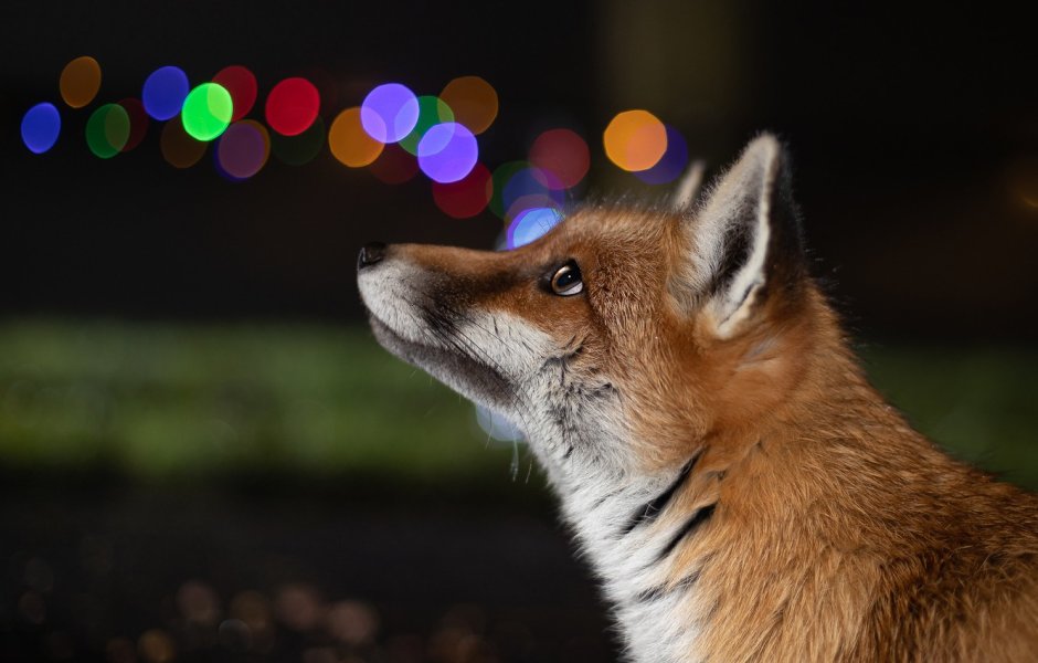 Голова лисы