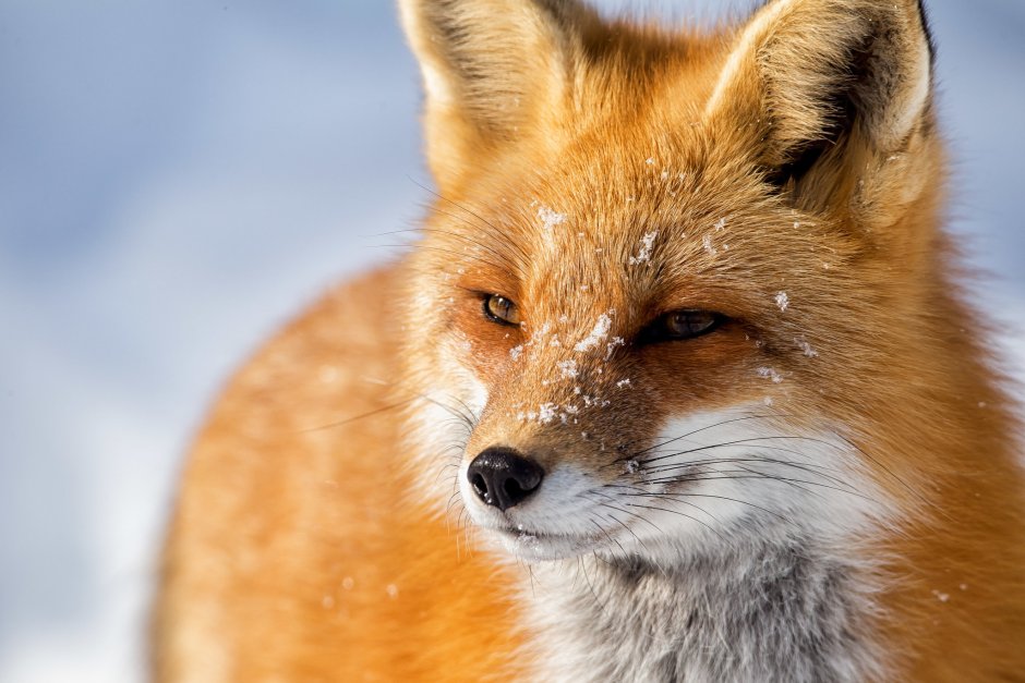 Лиса обыкновенная морда