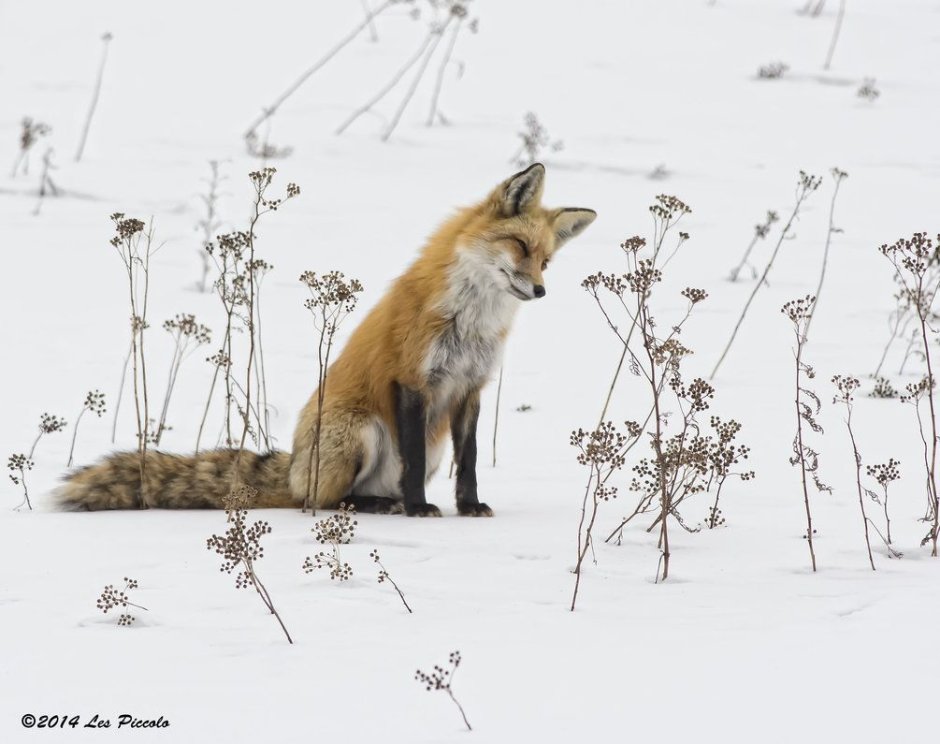 Лиса зимой сидит