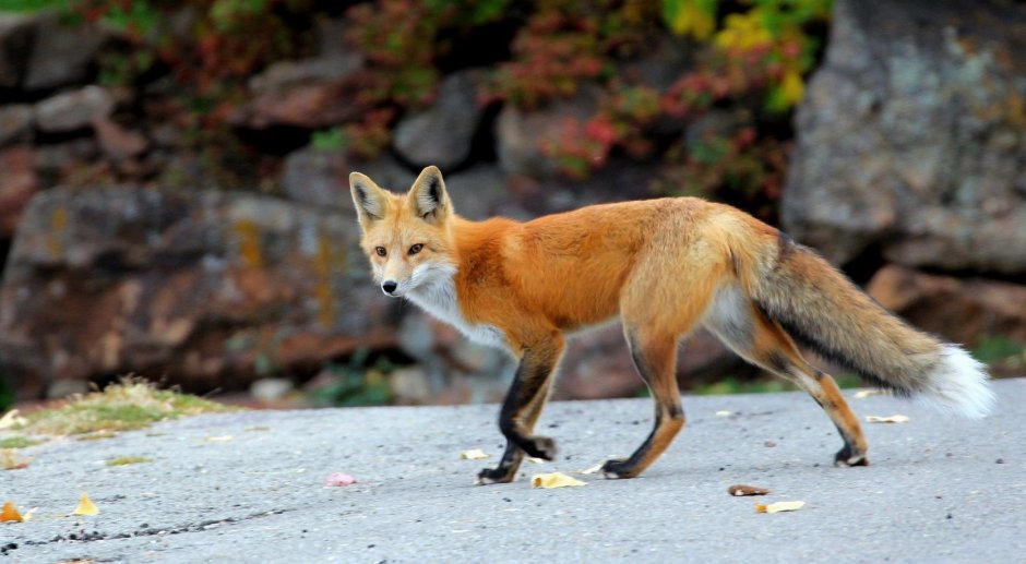 Лиса обыкновенная